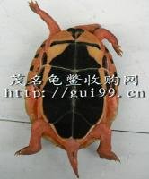 黄新科 （金钱龟、石金钱龟）茂名龟鳖收购网