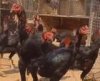 斗鸡销售-斗鸡养殖场