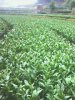 纯种采穗母本铁观音茶苗