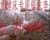 大量出仓养殖用锯末  纯天然 原生态锯末