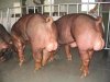 河南养猪场二元母猪价格，河南大型养猪场